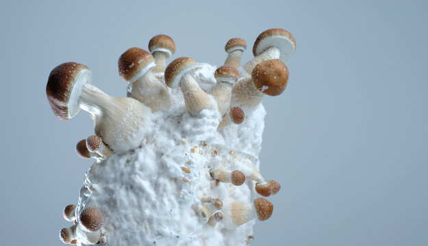 Mycelium block of psychedelic psilocybin mushrooms Thai with fruits. Micro growing of psilocybe cubensis on grey background. Macro view; close-up. Micro
