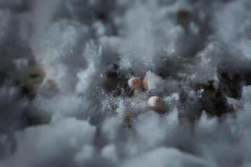 Mycelium block of Psilocybe Cubensis magic mushrooms. Macro