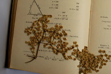 Libro viejo abierto con flores secas