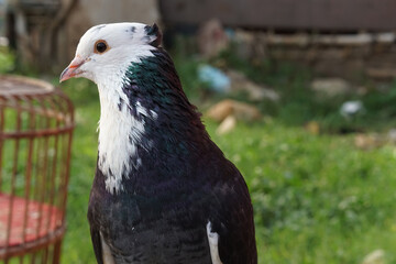 Beautiful pigeon with crest on head