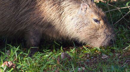 Photograph of a capybara walking through the Campos do Jordão park, São Paulo, Brazil.	