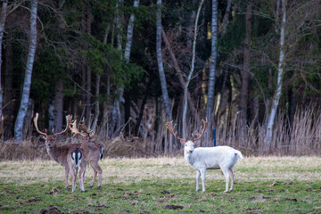 Weißer Hirsch mit Freunden.