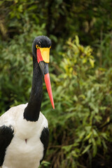 Close up image of a Saddle-Billed Stork in the grasslands in the greater Kruger park in South Africa