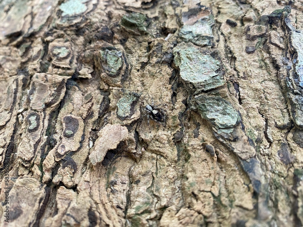 Poster closeup shot of a textured tree trunk surface with a small spider