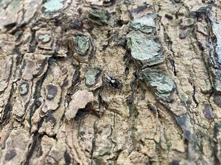 Closeup shot of a textured tree trunk surface with a small spider