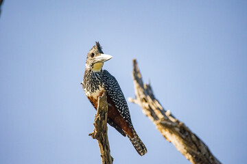 Close up image of a Giant Kingfisher on a dead branch in a National park in South Africa