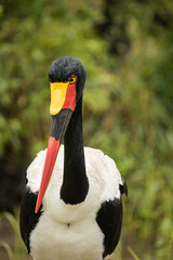 Close up image of a Saddle-Billed Stork in the grasslands in the greater Kruger park in South Africa