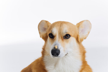 Adorable cute Welsh Corgi Pembroke sitting with a piece of dog dry food formula on its nose on white background. Most popular breed of Dog