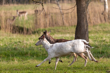 Weißer Hirsch mit Freund.