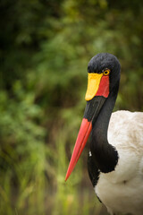 Close up image of a Saddle-Billed Stork in the grasslands in the greater Kruger park in South Africa