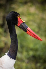 Close up image of a Saddle-Billed Stork in the grasslands in the greater Kruger park in South Africa