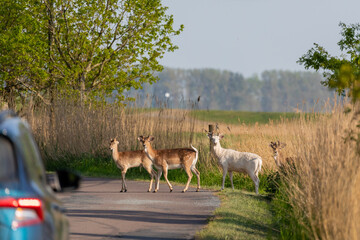 Damhirsche mit weißer Hirsch auf der Straße.