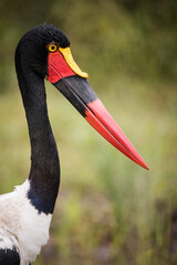 Close up image of a Saddle-Billed Stork in the grasslands in the greater Kruger park in South Africa