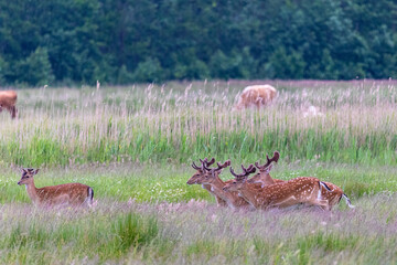 Damhirsche im Hohen Gras.