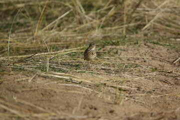 meadow pipit (Anthus pratensis) UK coast during early spring