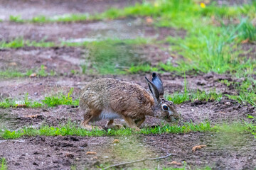 Hase auf dem Weg.