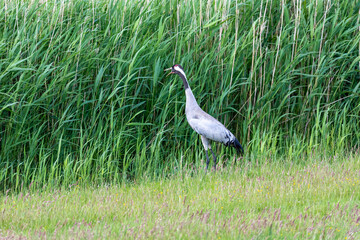 Kranich am Schilfgürtel.