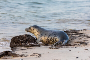 Robbe am Strand.