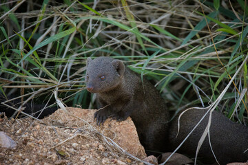 Close up image of a Dwarf Mongoose in a national park in South Africa