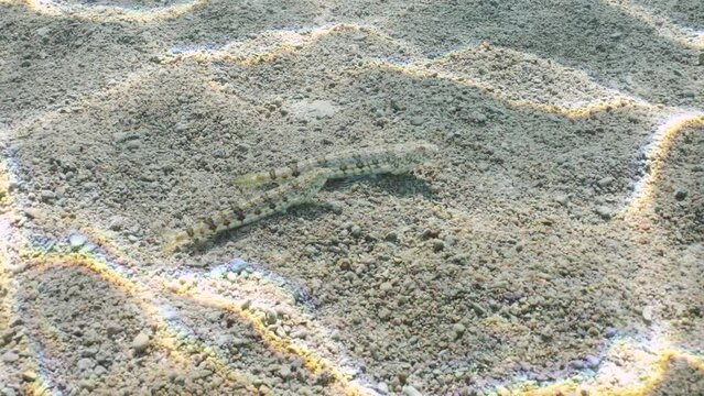 Two Lizardfish on sand of seabed on bright sunny day. Couple of Slender Lizardfish or Gracile lizardfish (Saurida gracilis) lies on sandy bottom in bright sun rays in shallow water