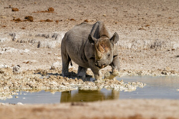 Black rhino bull enjoying the water after the first rains in Etosha National Park in Namibia