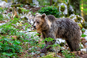 Obraz premium Brown bear - close encounter with a wild brown bear eating in the forest and mountains of the Notranjska region in Slovenia