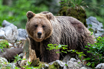 Fototapeta premium Brown bear - close encounter with a wild brown bear eating in the forest and mountains of the Notranjska region in Slovenia