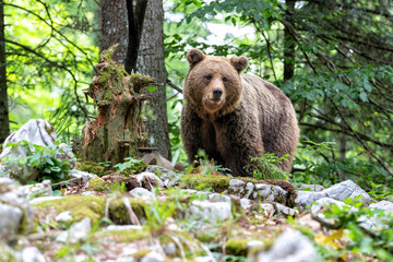 Obraz premium Brown bear - close encounter with a wild brown bear eating in the forest and mountains of the Notranjska region in Slovenia