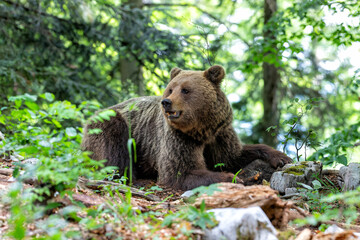 Obraz na płótnie Canvas Brown bear - close encounter with a wild brown bear eating in the forest and mountains of the Notranjska region in Slovenia