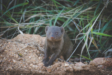 Close up image of a Dwarf Mongoose in a national park in South Africa