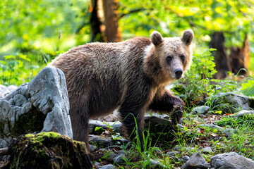 Brown bear - close encounter with a  wild brown bear eating in the forest and mountains of the...