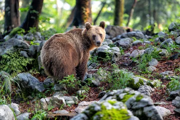Fotobehang Beer Brown bear - close encounter with a  wild brown bear eating in the forest and mountains of the Notranjska region in Slovenia  © henk bogaard