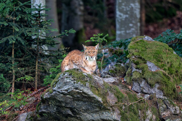 Lynx hanging around in the Bayerischer Wald National Park, Bayern, Germany
