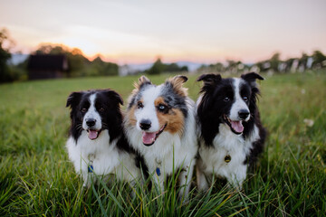 Portrait of three border collies outdoor in a meadow.