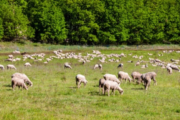 Obraz na płótnie Canvas herd of sheep on the meadow