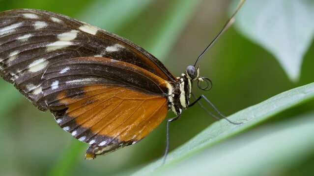 Closeup of a beautiful butterfly on the grass in a garden