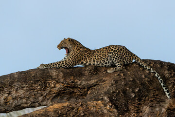 Leopard (Panthera Pardus) resting in a tree in the golden light of the late afternoon in Mashatu Game Reserve in the Tuli Block in Botswana       