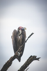 An African lappet-faced vulture perched on a tree. With a sharp beak and keen eyesight, this endangered species is a top predator, emphasizing the need for conservation to protect Africa's wildlife.