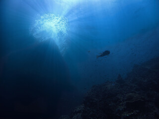 Underwater photo of a Puffer fish in rays of sunlight