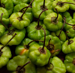 chili pepper, aji cachucha	