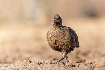 Swainson's Spurfowl (Pternistis swainsonii) coming to a waterhole in Mashatu Game Reserve in the Tuli Block in Botswana