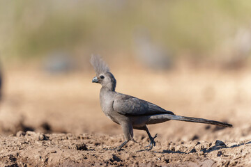 Grey Go-away-bird or Grey Lourie (Corythaixoides concolor) coming to a waterhole for a drink in Mashatu Game Reserve in The Tuli Block in Botswana
