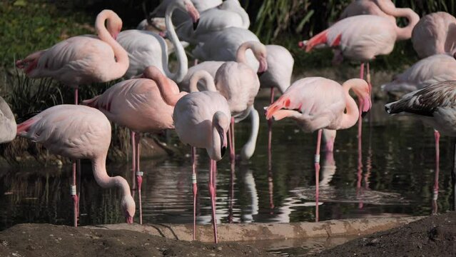 Closeup shot of a flock of pink flamingoes wading in a pond
