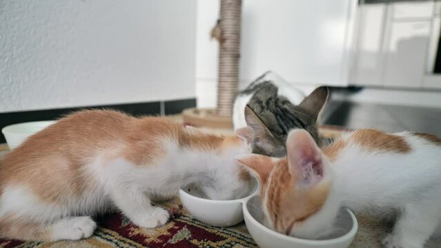 Closeup shot of adorable kittens eating from bowls of food