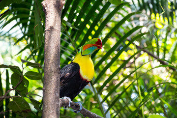 toucan in the jungle