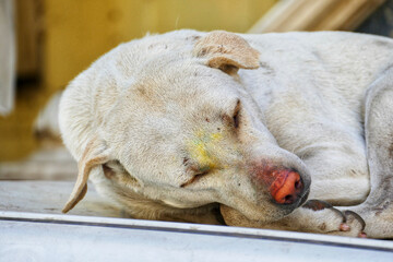 Portrait of Indian street dog in Ahmedabad