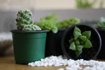 Plantas para o terrariun