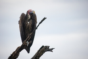An African lappet-faced vulture perched on a tree. With a sharp beak and keen eyesight, this endangered species is a top predator, emphasizing the need for conservation to protect Africa's wildlife.