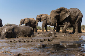 Fototapeta premium Elephants drinking and taking a bath in a waterhole in Mashatu Game Reserve in the Tuli Block in Botswana.
