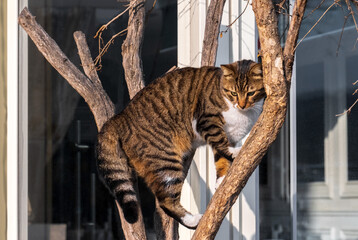 An adult tabby cat has climbed a tree and cannot get down on its own.